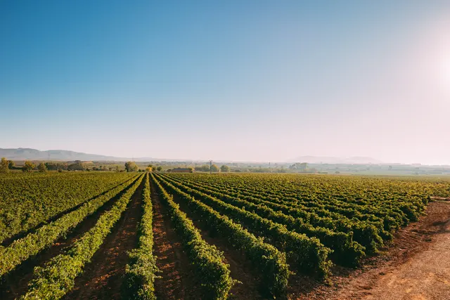 Bodegas Vegalfaro