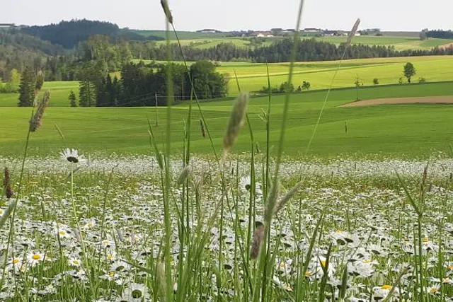 Camping Mühlviertelblick