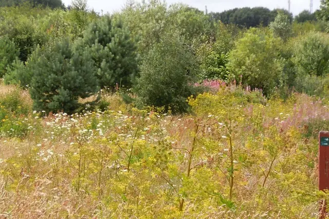 Drastrup Skov