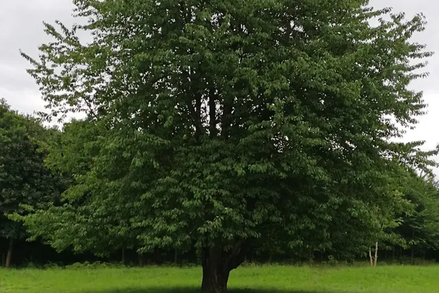 Bådhus