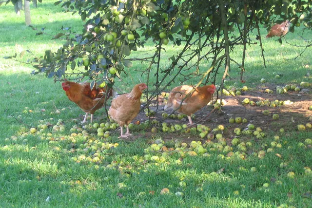 Ferme de Linoudel