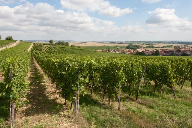 Domaine Maurice Heckmann