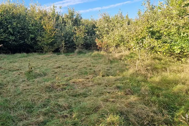 Trekkingplatz Klimawald Nordhastedt