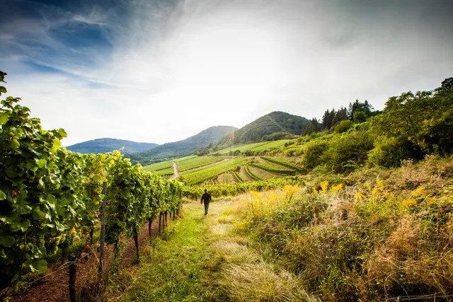 Trekking Pfalz: Enkenbach-Alsenborn