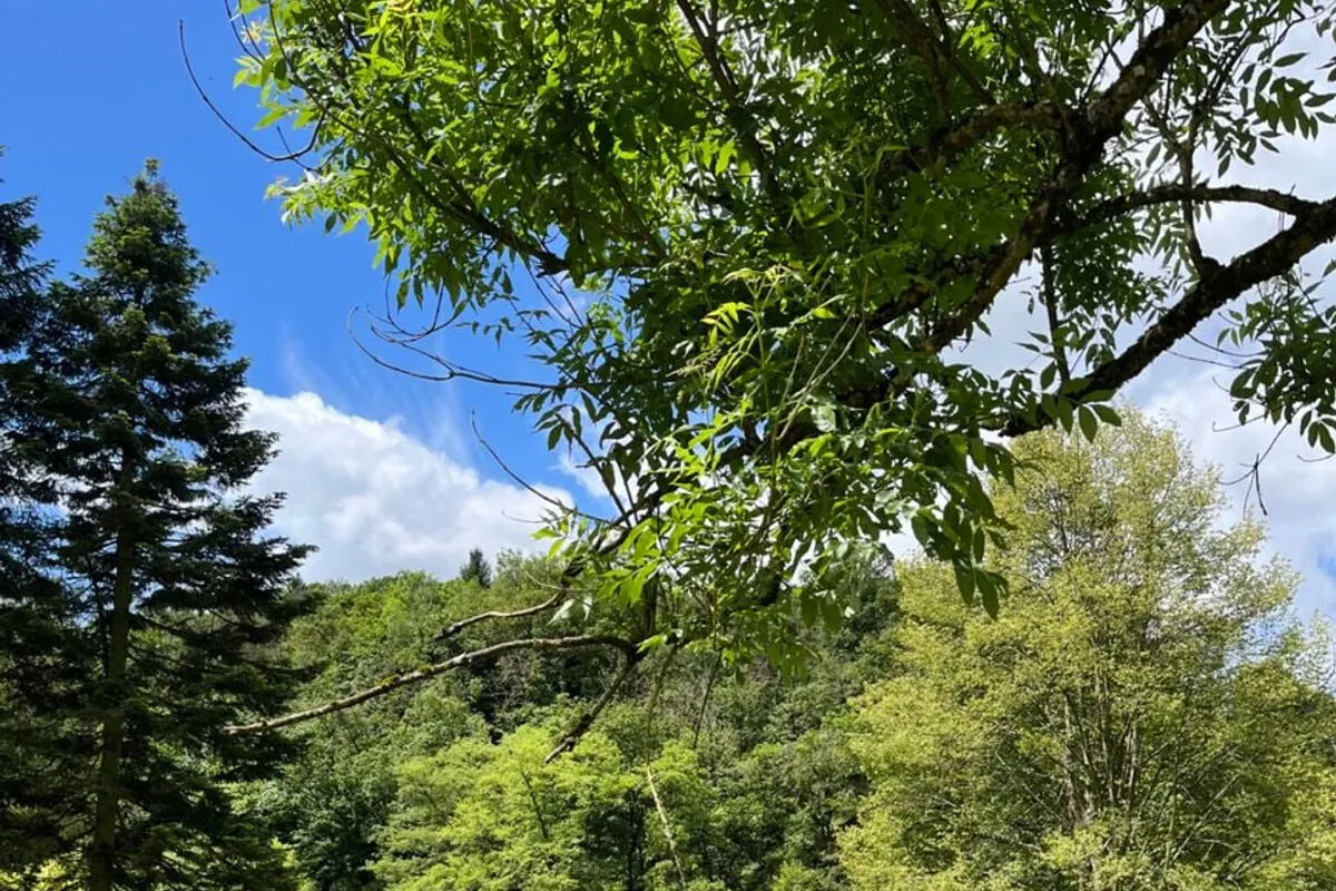 Camping La Roche