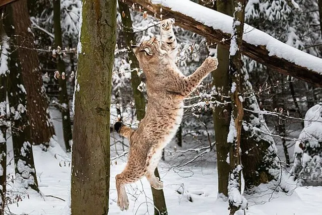 VIP Stellplatz Wildpark Pforzheim