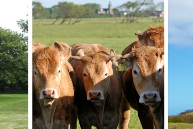 Westdorp Limousin Texel