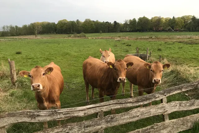Camperplaats Het Hoge Boekel
