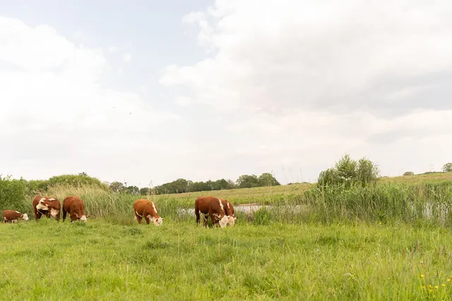 Camperplaatsen aan de Vecht
