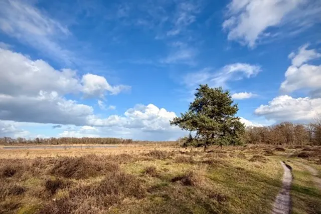 De Krententerp