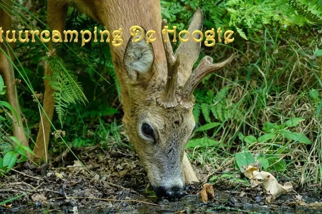 Natuurcamping De Hoogte