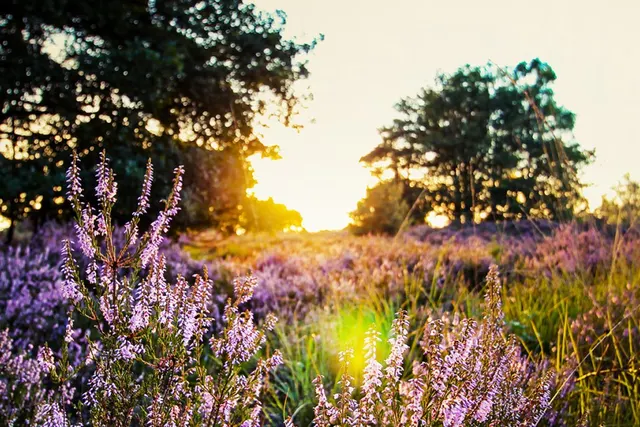 Landgoed Börkerheide