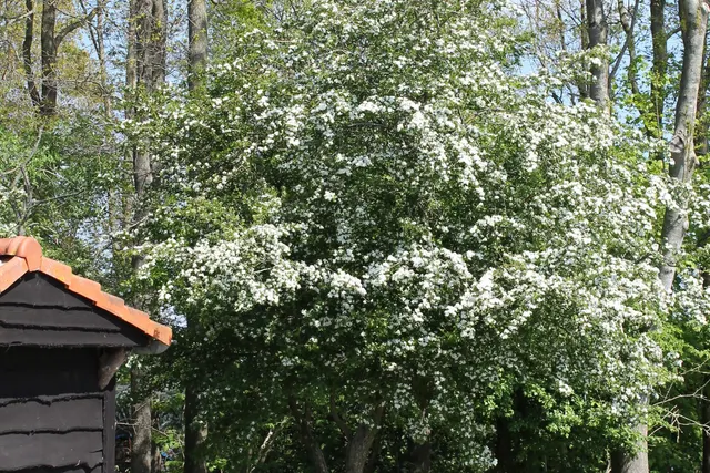 Camperplaats De Flint