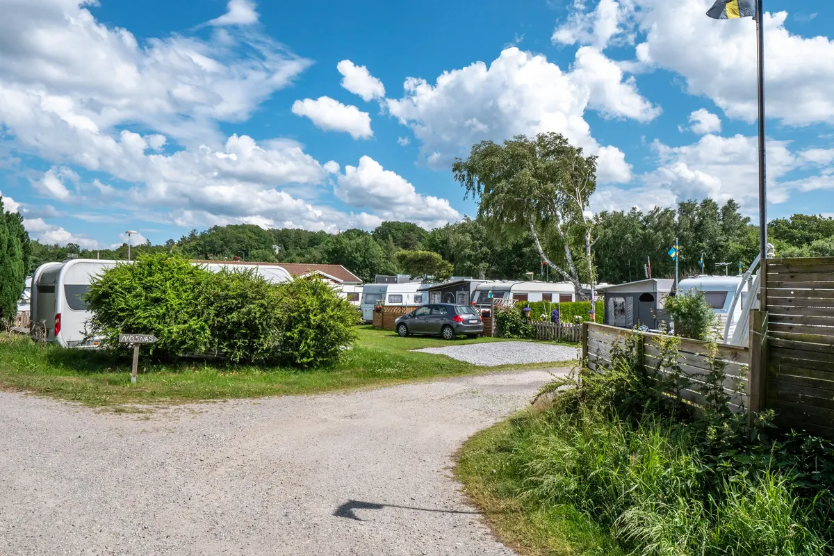 Surfviken