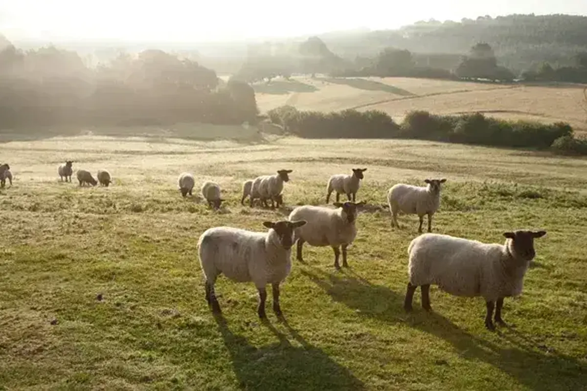 Sunninglye Farm - Feather Down