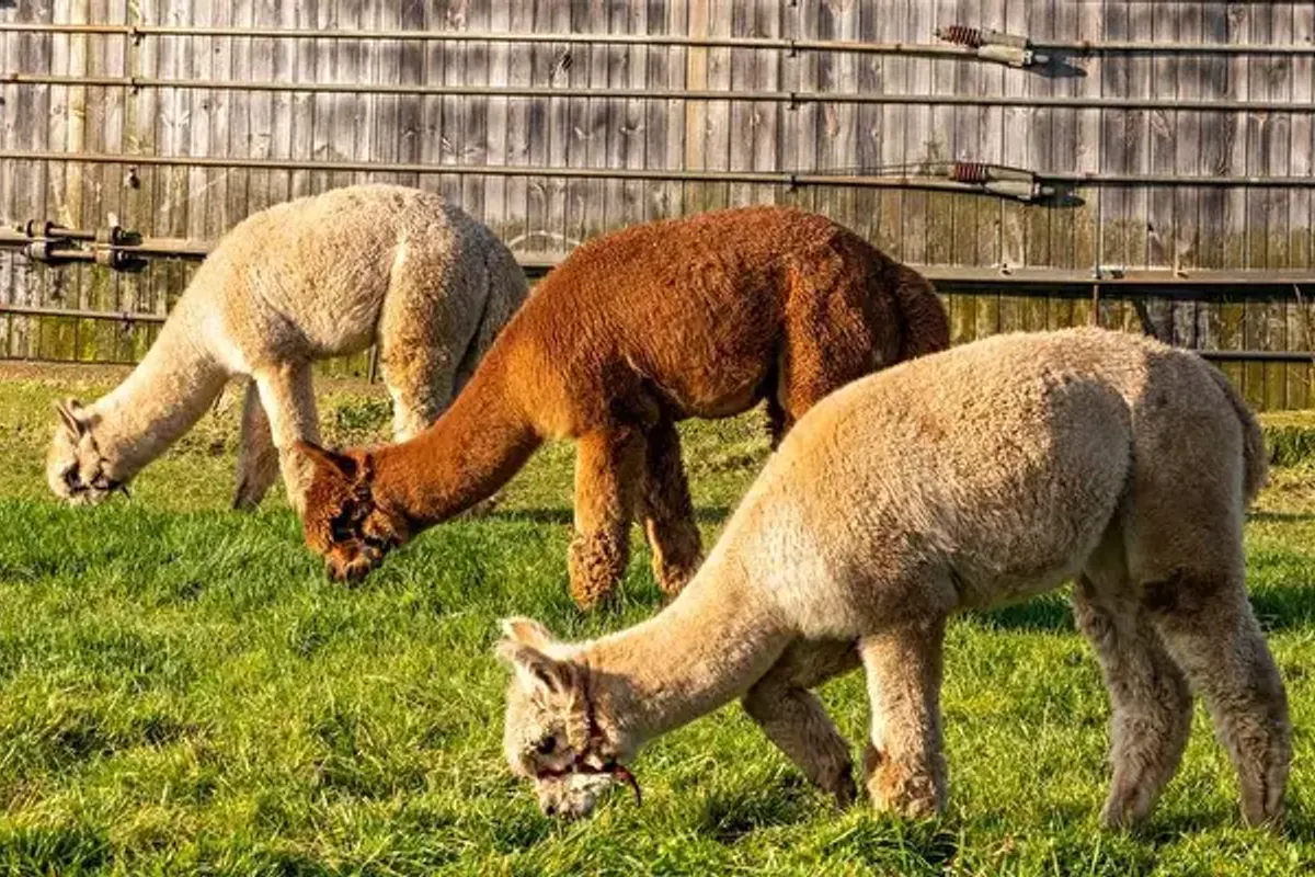 FarmCamps Alpacafarm Vorstenbosch